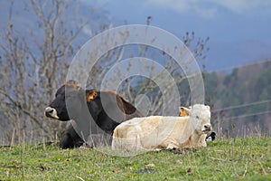 Cows laying in the mountains