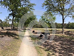 Cows laying in the shade of natural reserve Lankheet