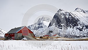 Cows leaving Red wooden stable in Flakstad on the Lofoten islands in winter