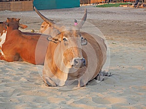 Cows lie on a sandy beach in the Indian state of Goa.