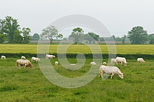 Cows of a light Aquitanian breed graze on a green meadow in spring.