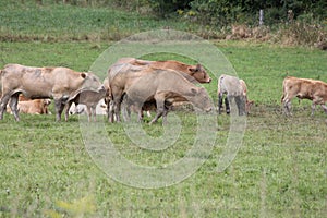 Cows Light Brown in Pasture-Summers end