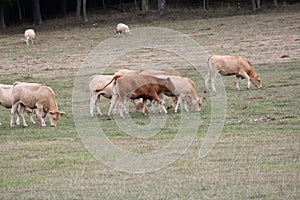 Cows Light Brown in Pasture-Summers end