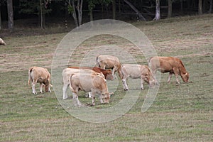 Cows Light Brown in Pasture-Summers end