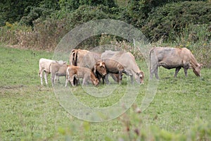 Cows Light Brown in Pasture-Summers end