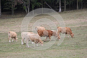 Cows Light Brown in Pasture-Summers end