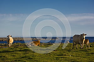 cows, Lista, Norway photo