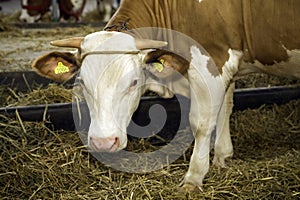 Cows at livestock exhibition