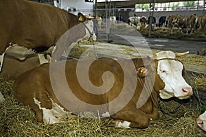 Cows at livestock exhibition