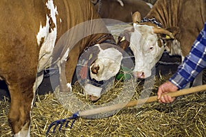 Cows at livestock exhibition