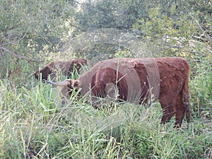 cows livestock in the hedge