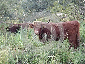 cows livestock in the hedge