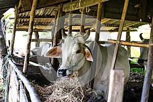 Cows in the local farm