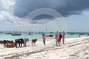 Cows and locals of zanzibar next to ocean