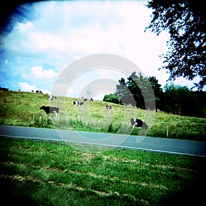 Cows (lomo)