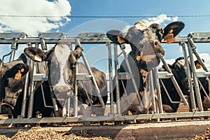 Cows look at camera on dairy farm, close up. Agriculture industry