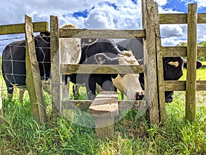 Cows looking through a stile in a field