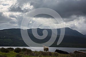 Cows at Lough Feeagh, co. Mayo, Ireland