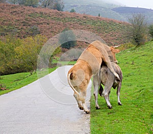 Cows in love pretending intercourse in Pyrenees road photo