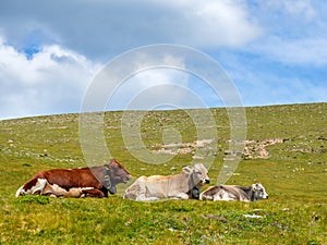 Cows lying down on an alp meadow