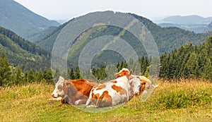 cows lying down and resting on pasture in the mountains, Alps, Austria