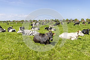 Cows lying in field, group grazing in the pasture, peaceful and sunny in Dutch landscape of flat land with a blue sky