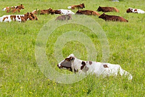 Cows Lying on a Green Grassy Field