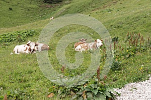 Cows are lying in the meadow in the bavarian alps