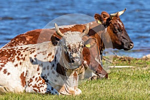 Cows lying in the meadow at the lake and ruminate