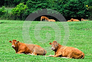 Cows lying in the mountain meadow , closeup. Vrsatec, Slovakia