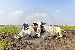 Cows lying in mud together, cozy together as a group in the meadow, peaceful and happy
