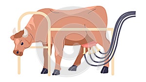 Cows with machine for milking, farming vector