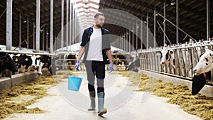 Cows and man with bucket of hay walking at farm