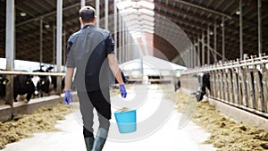 Cows and man with bucket of hay walking at farm