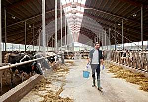 Cows and man with bucket of hay walking at farm