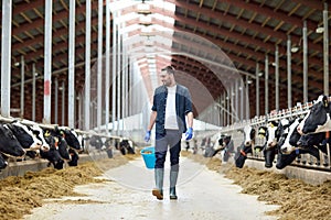 Cows and man with bucket of hay walking at farm