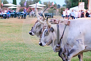 Cows from Maremma, Italy. The animals wear a yoke to tow a cart