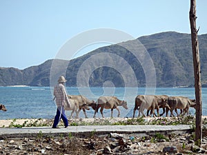 Cows in Maria La Gorda