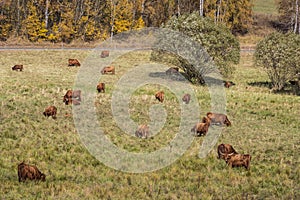 Cows on meadow