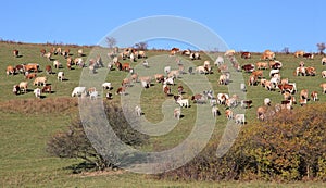 Cows on meadow