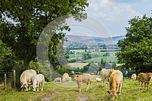 Cows in the meadow