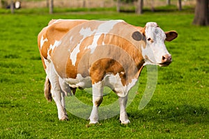 Cows on meadow.