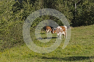 Cows on Meadow