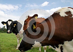 cows in meadow