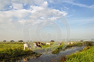 Cows in meadow