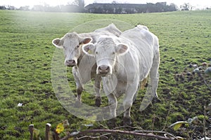 Cows in meadow