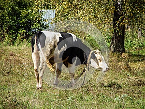 Cows in the meadow.