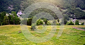 Cows in the meadow against the background of the mountains. Toning