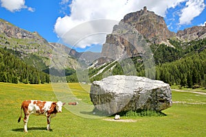 Cows in a meadow along Vallunga Valley above Selva with Saint Silvestro Chapel in the background, Val Gardena photo