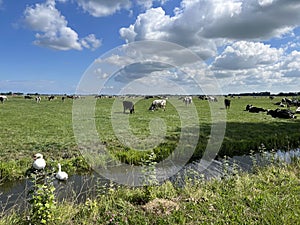 Cows in the meadow around Jannum